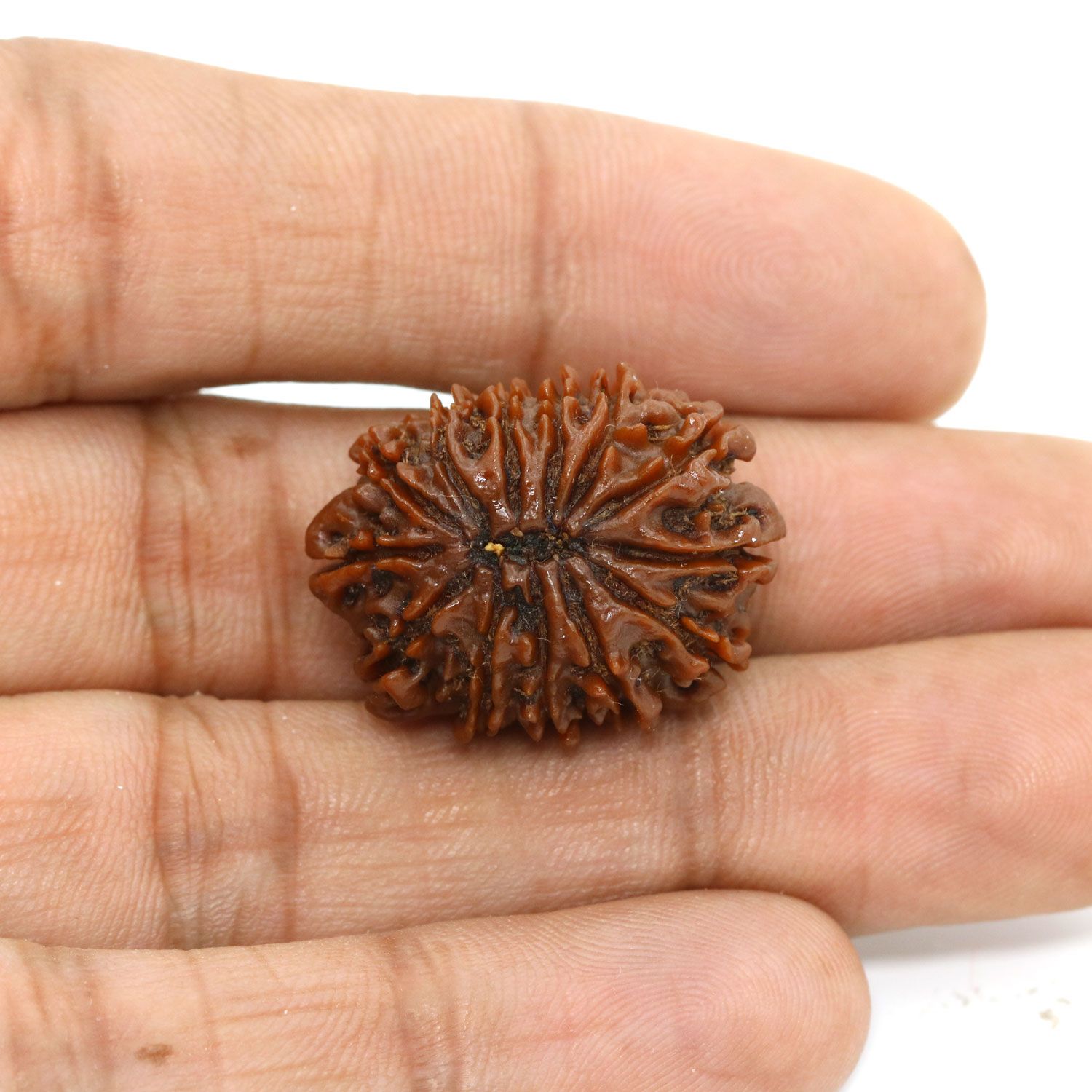 13 Mukhi Rudraksha (Nepal) 25.16 MM