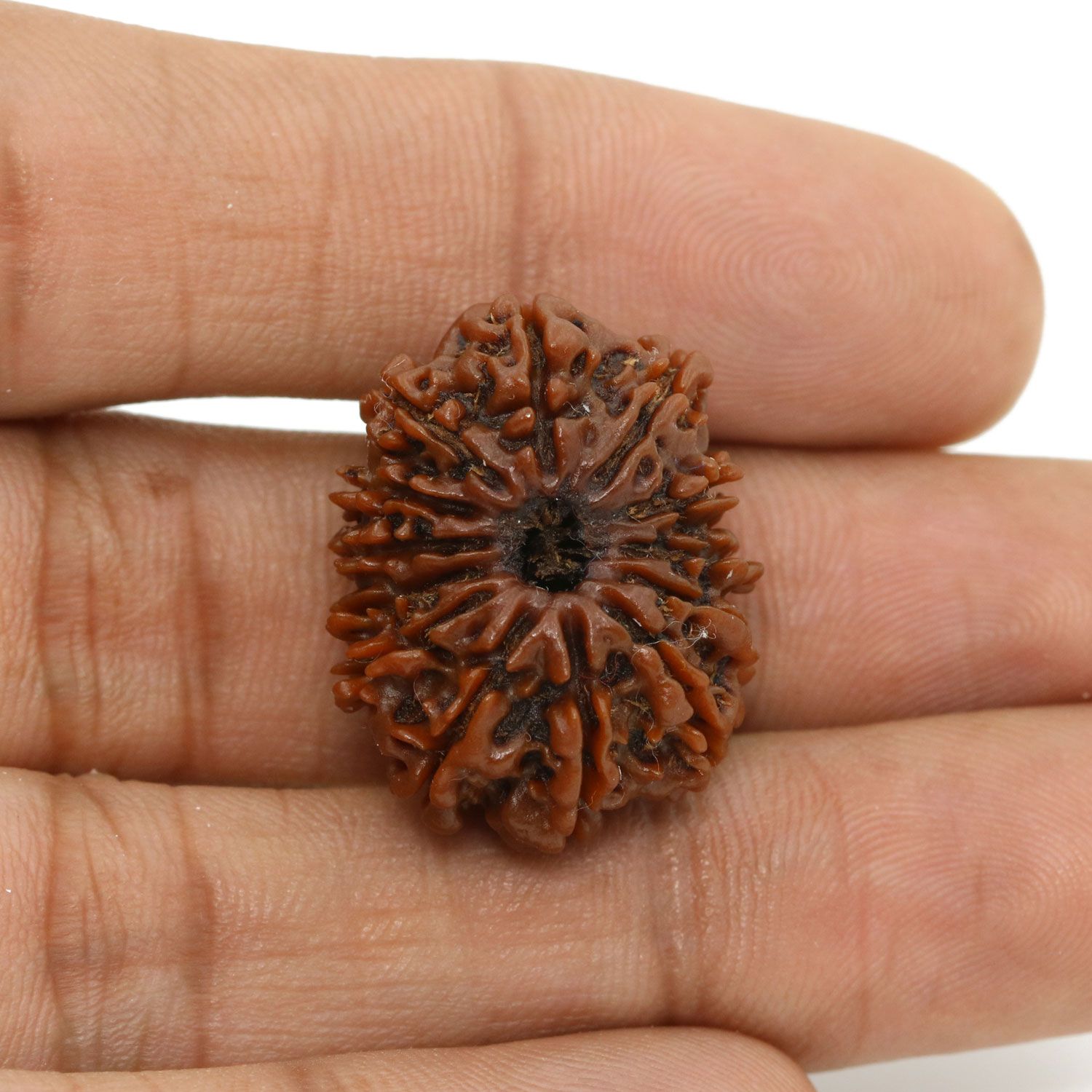 13 Mukhi Rudraksha (Nepal) 25.16 MM