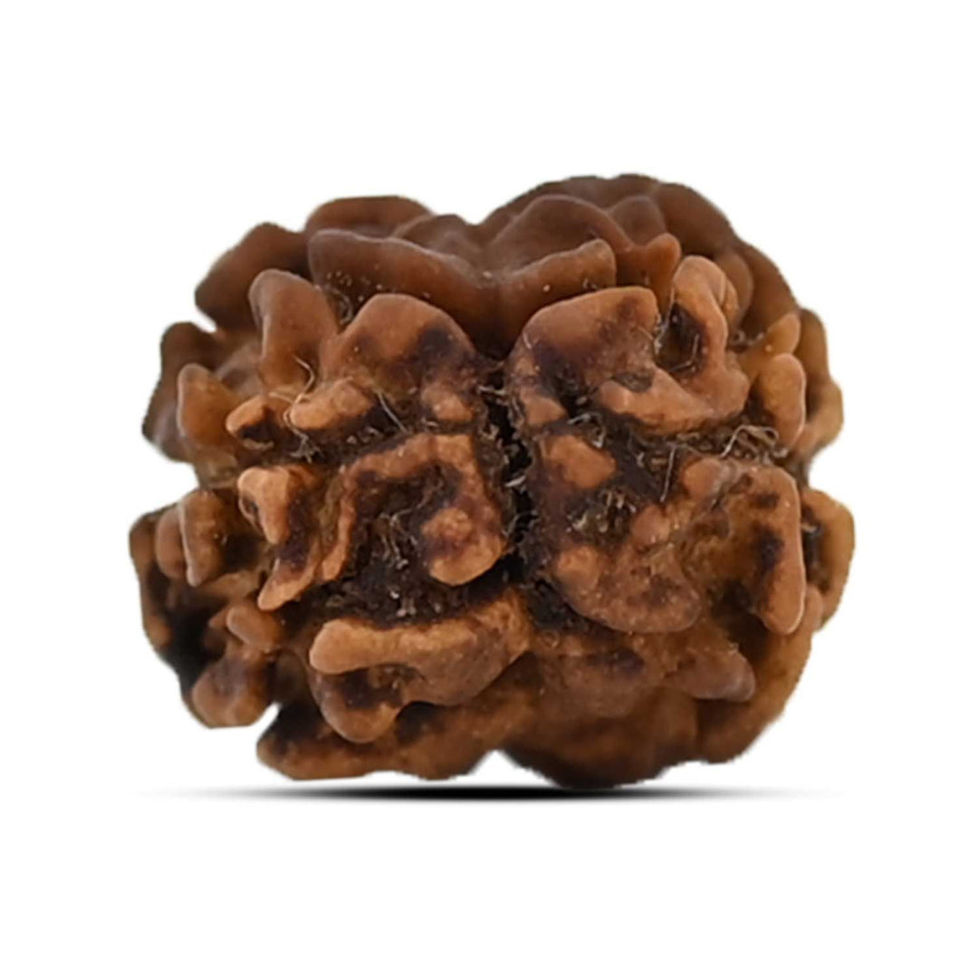 2 Mukhi Rudraksha (Nepal) 15.8 MM