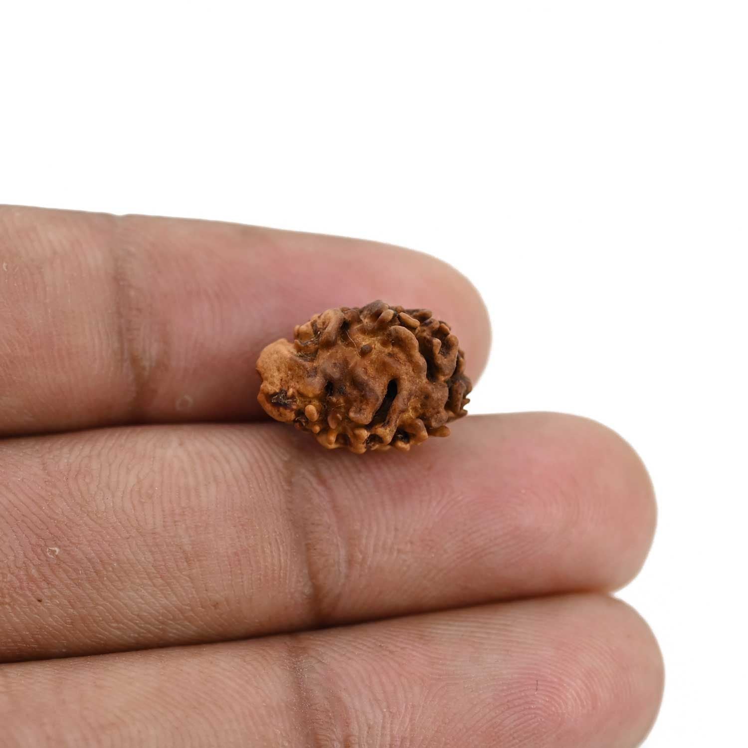2 Mukhi Rudraksha (Nepal) 15.8 MM