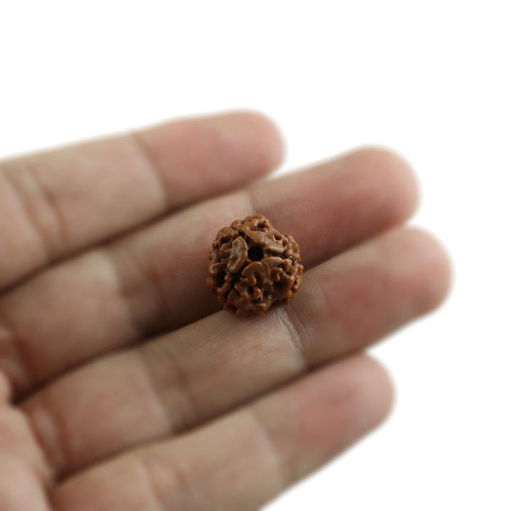 3 Mukhi Rudraksha (Nepal)