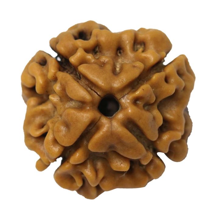 4 Mukhi Rudraksha (Nepal)