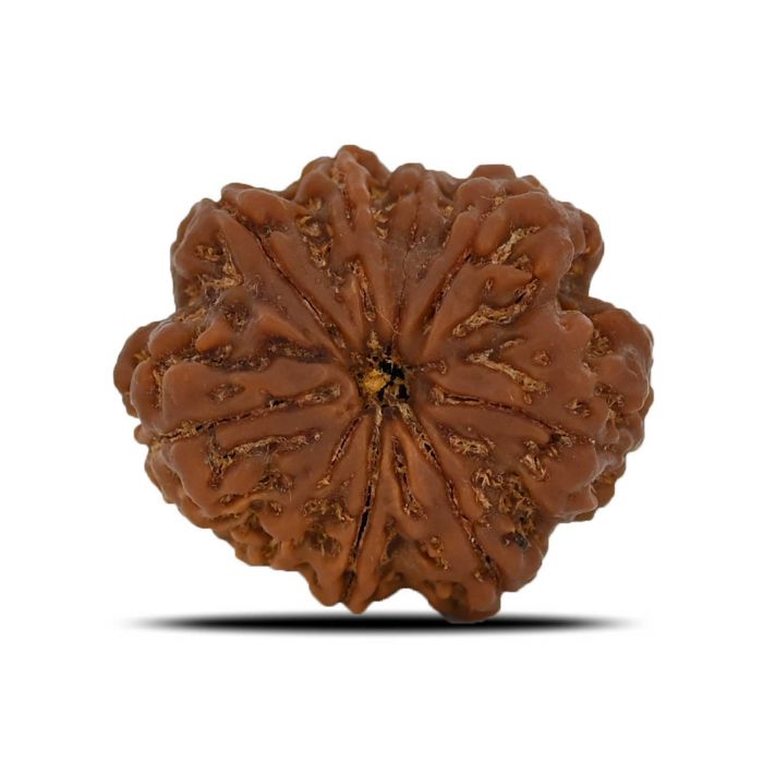 8 Mukhi Rudraksha (Nepal) 26.76 MM