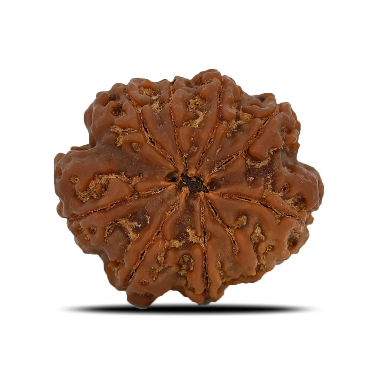 8 Mukhi Rudraksha (Nepal) 26.76 MM