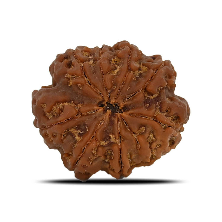8 Mukhi Rudraksha (Nepal) 26.76 MM