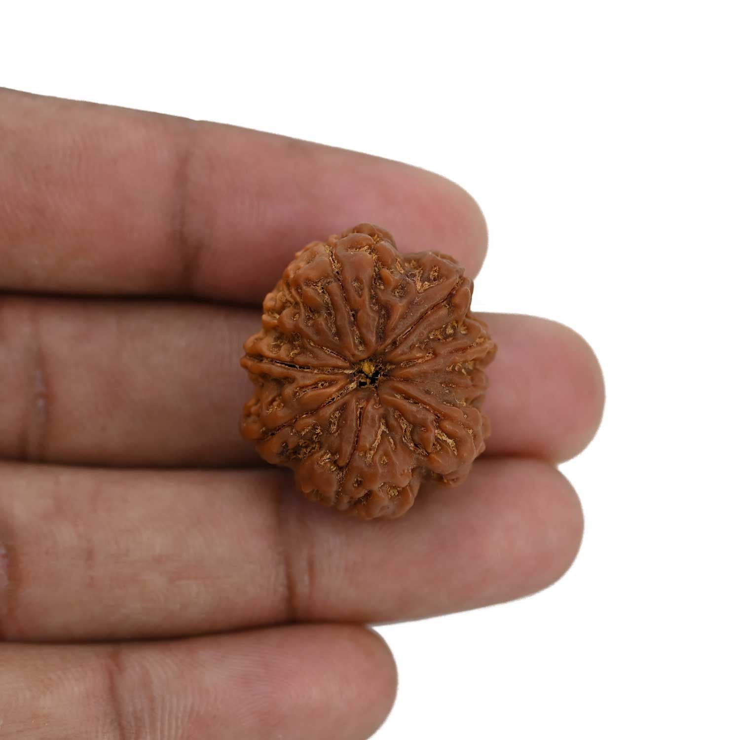 8 Mukhi Rudraksha (Nepal) 26.76 MM