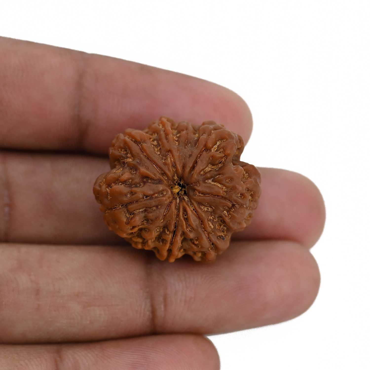 8 Mukhi Rudraksha (Nepal) 26.76 MM