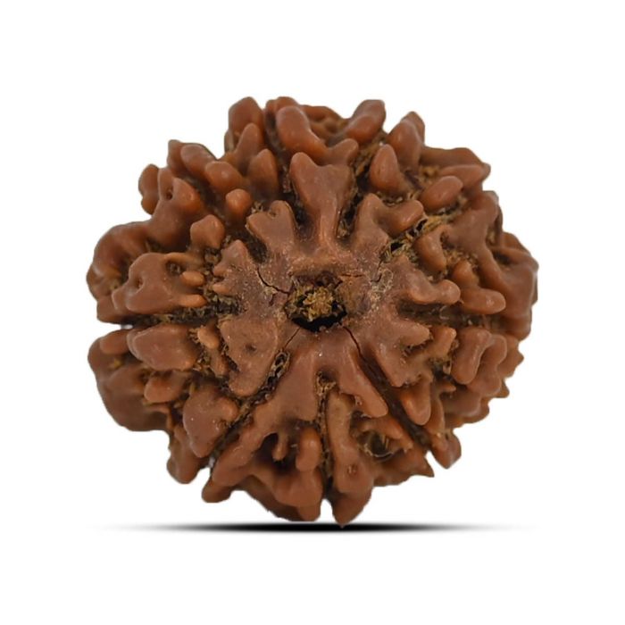 9 Mukhi Rudraksha (Nepal) 23.11 MM