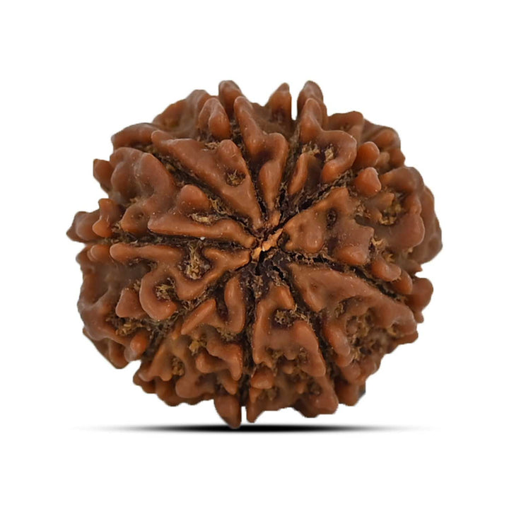 9 Mukhi Rudraksha (Nepal) 23.11 MM