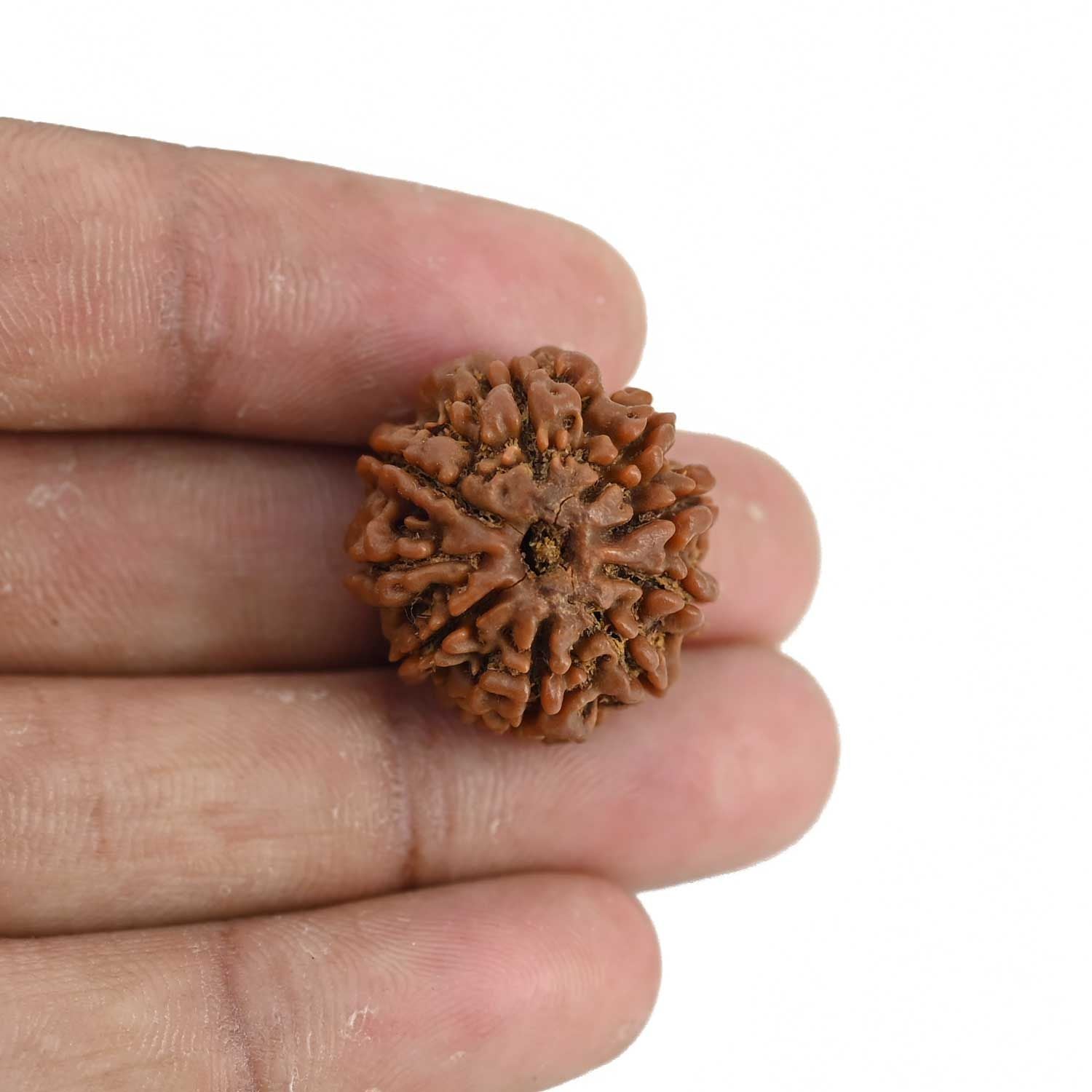 9 Mukhi Rudraksha (Nepal) 23.11 MM