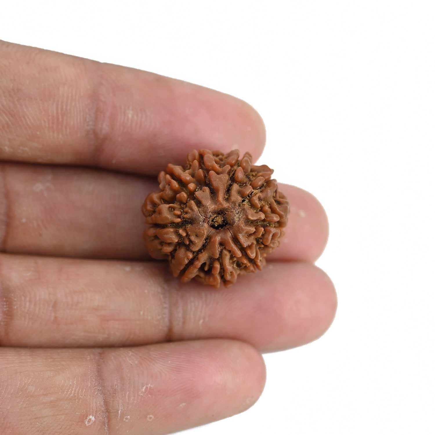 9 Mukhi Rudraksha (Nepal) 23.11 MM
