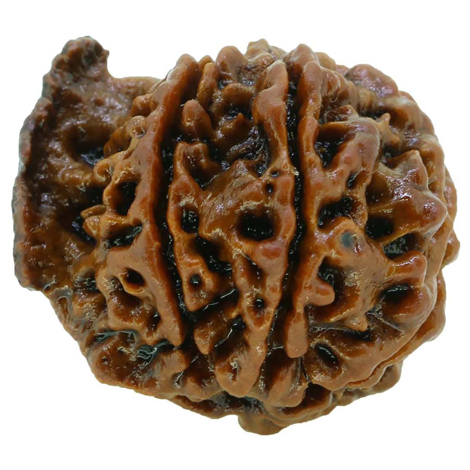 Ganesh Rudraksha GJSPC Certified