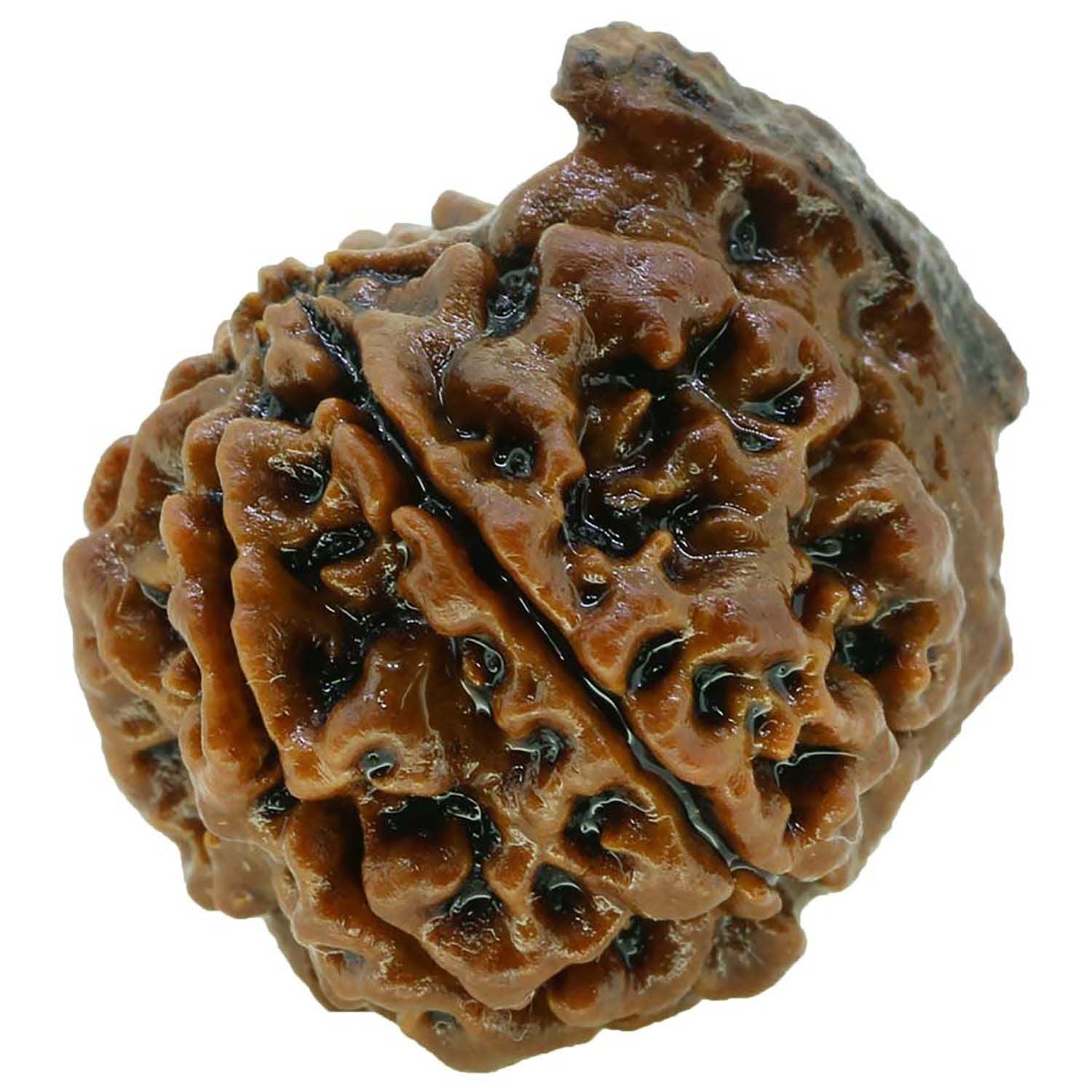 Ganesh Rudraksha GJSPC Certified