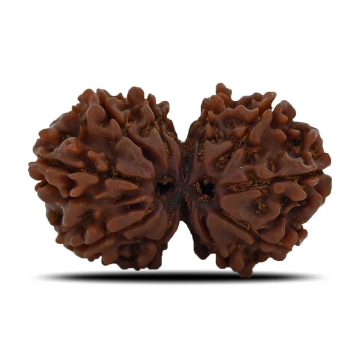 Natural 10 Mukhi (Ten Mukhi) Gauri Shankar Rudraksha (Nepal)