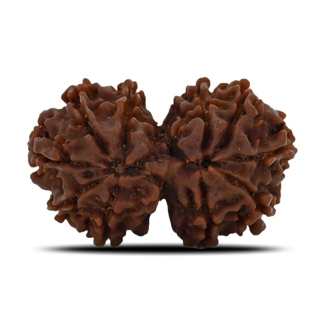 Natural 10 Mukhi (Ten Mukhi) Gauri Shankar Rudraksha (Nepal)