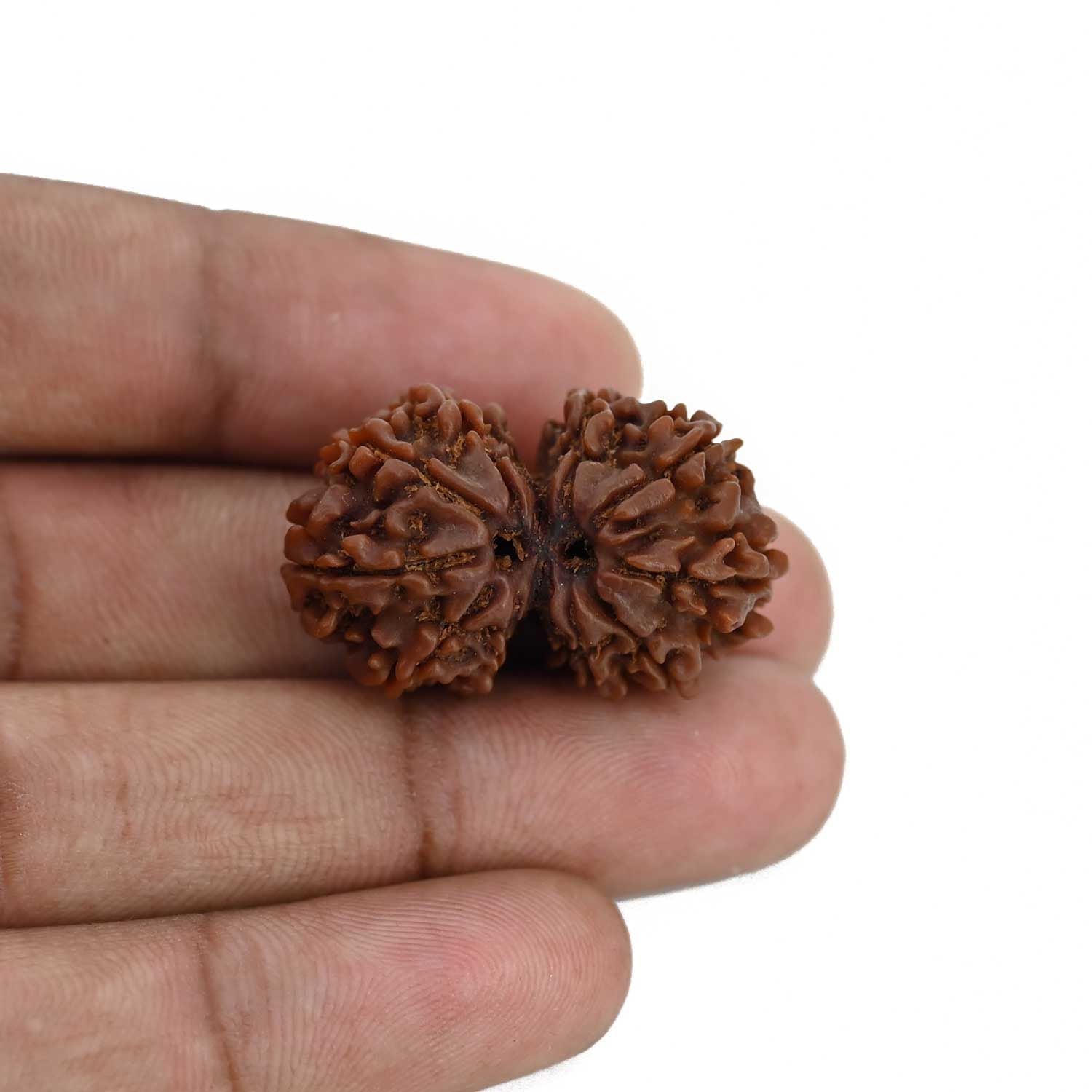 Natural 10 Mukhi (Ten Mukhi) Gauri Shankar Rudraksha (Nepal)