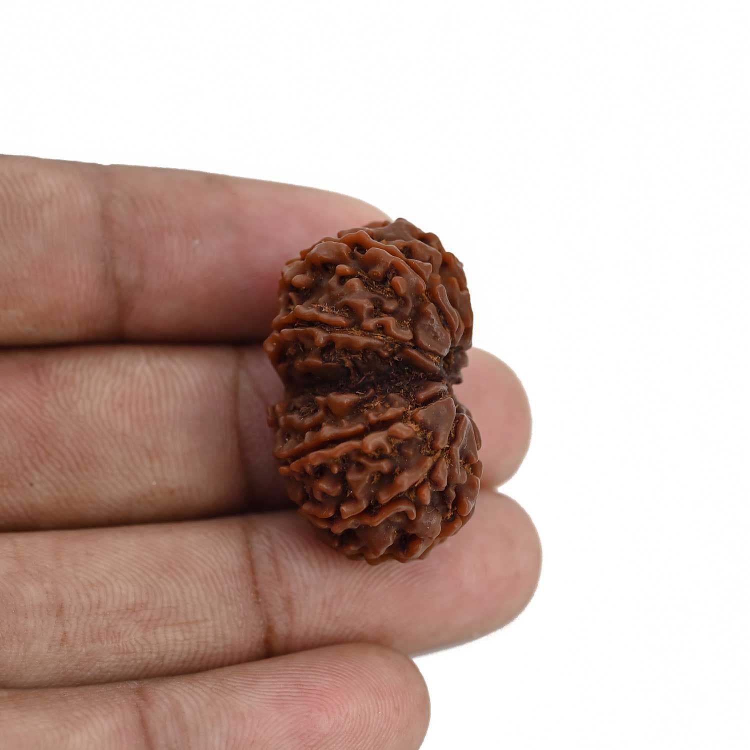 Natural 10 Mukhi (Ten Mukhi) Gauri Shankar Rudraksha (Nepal)