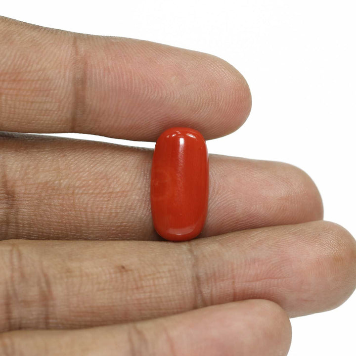 Red Coral (Moonga) - 7.99 Carat